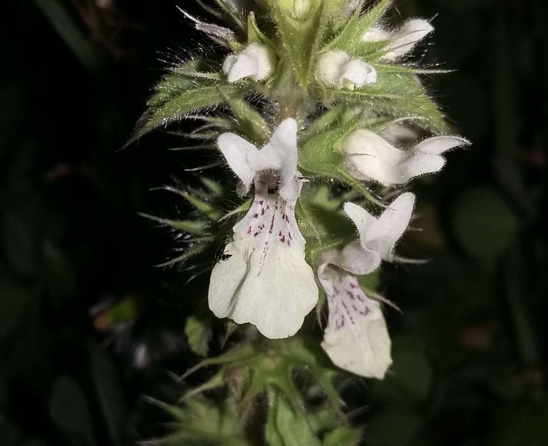 Слика од Stachys ocymastrum (L.) Briq.