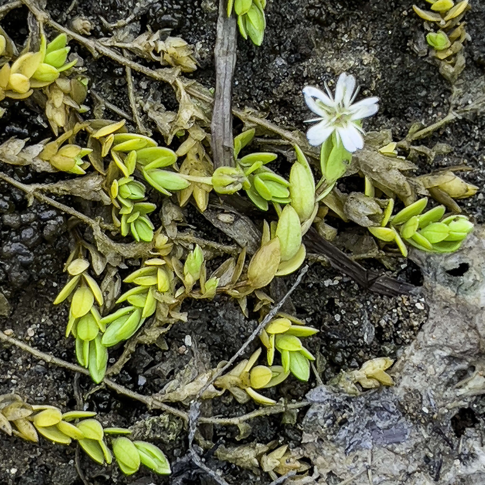 Imagem de Stellaria humifusa Rottb.