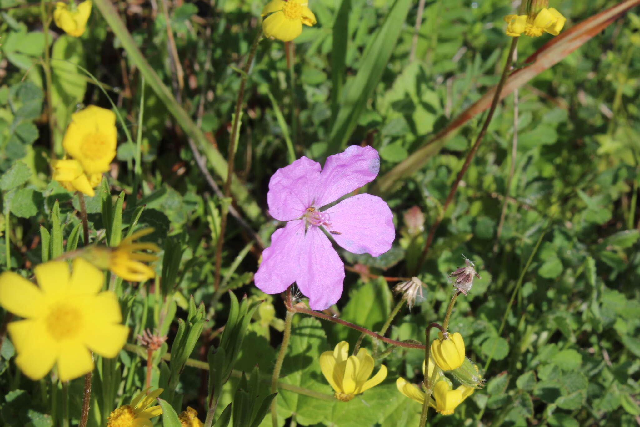 Image of cutleaf stork's bill