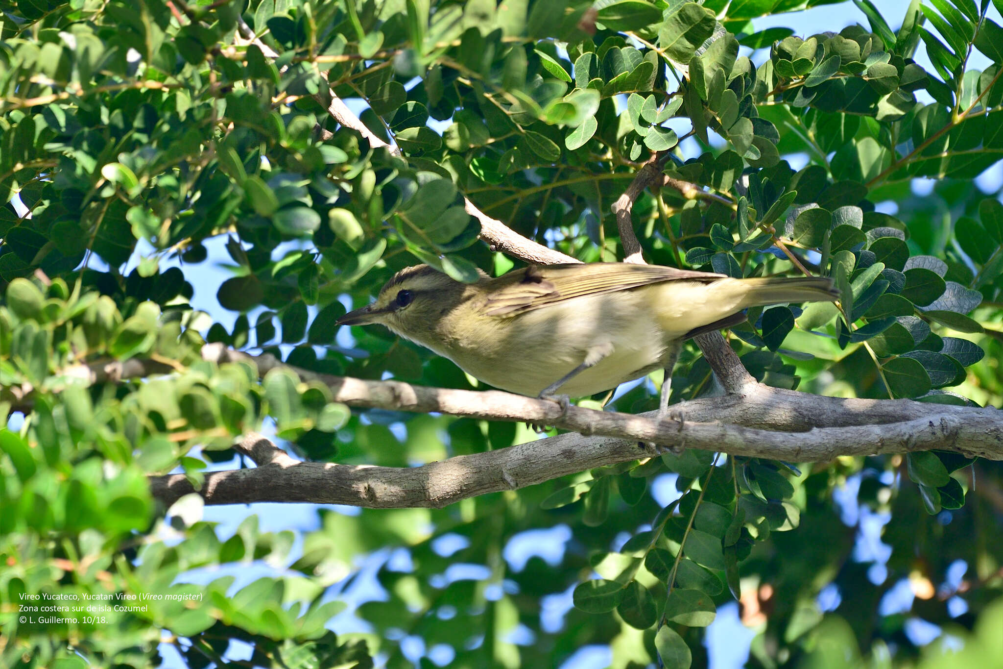 Слика од Vireo magister (Baird & SF 1871)