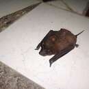 Image of Sinaloan Mastiff Bat