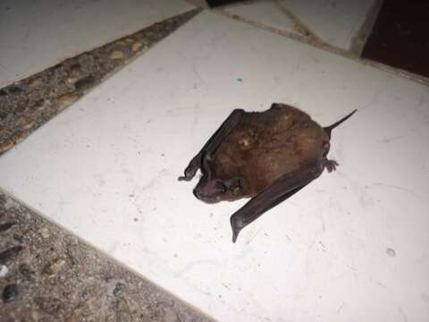 Image of Sinaloan Mastiff Bat