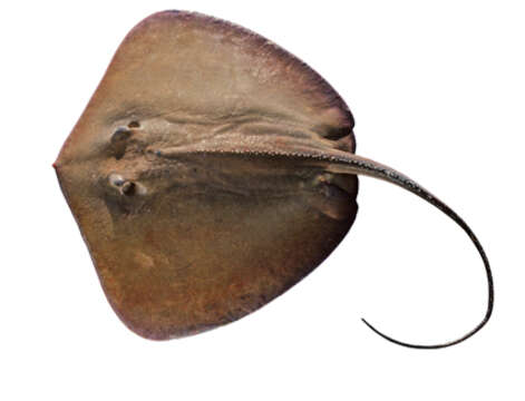 Image of Jenkins' Whipray