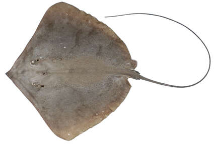 Image of Brown Whipray