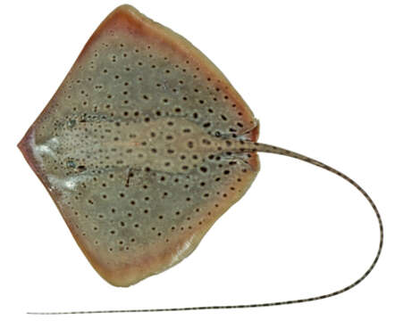 Image of Blackspotted Whipray