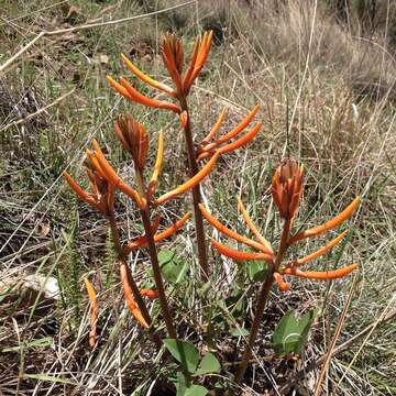 صورة Erythrina leptorhiza DC.