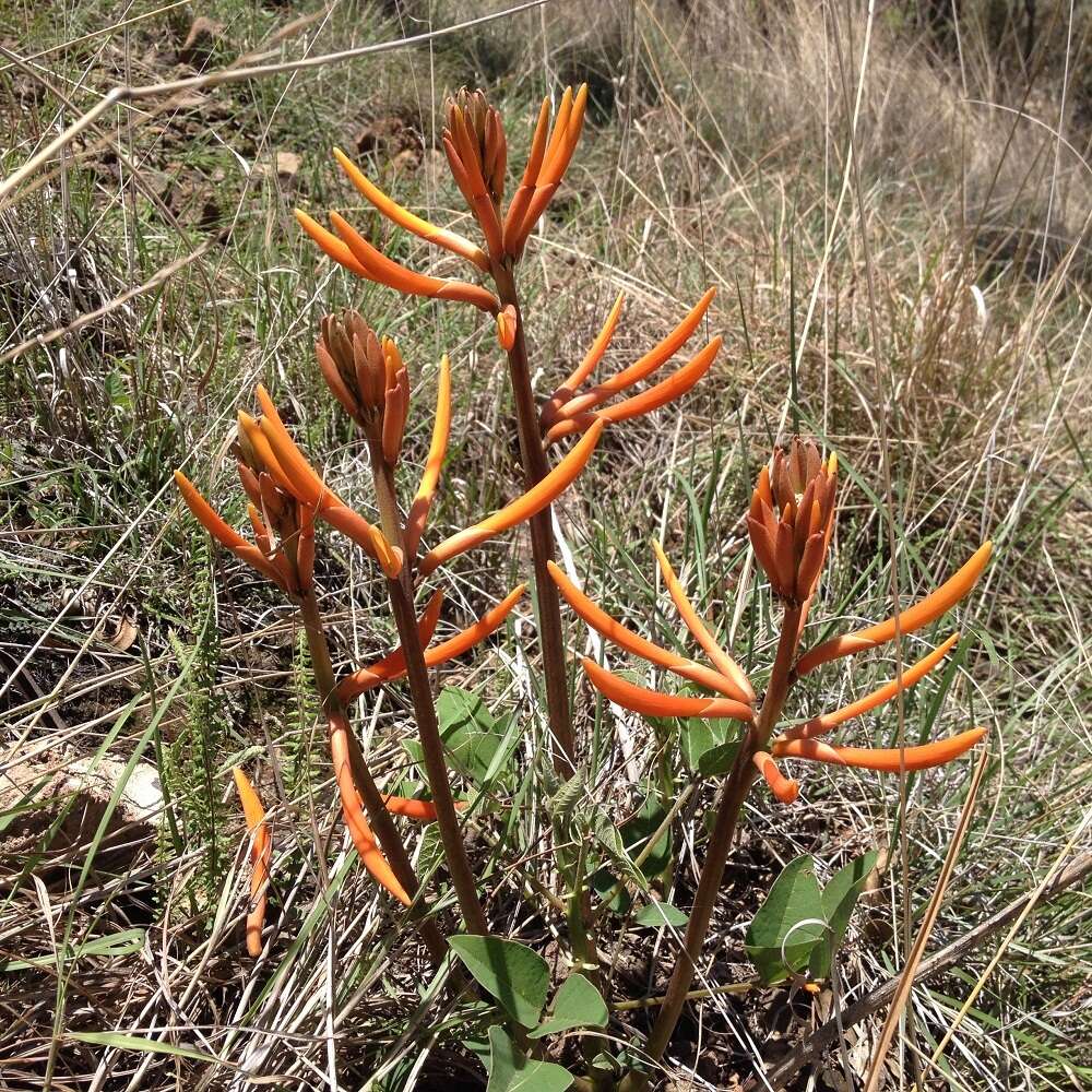 صورة Erythrina leptorhiza DC.