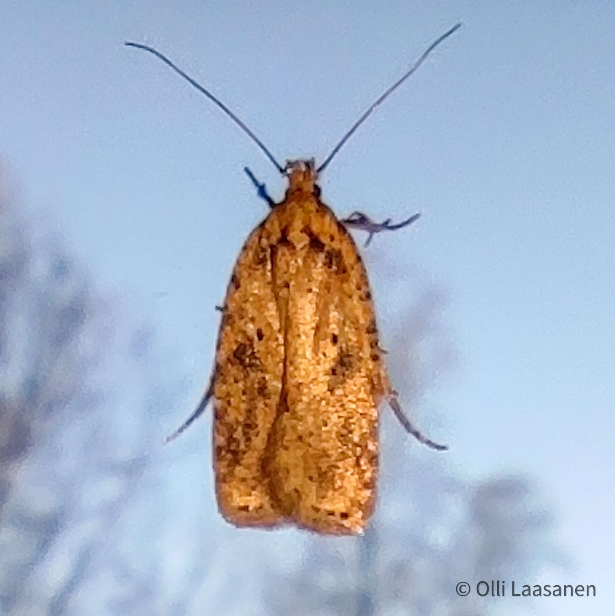 Imagem de Agonopterix arenella Denis & Schiffermüller 1775