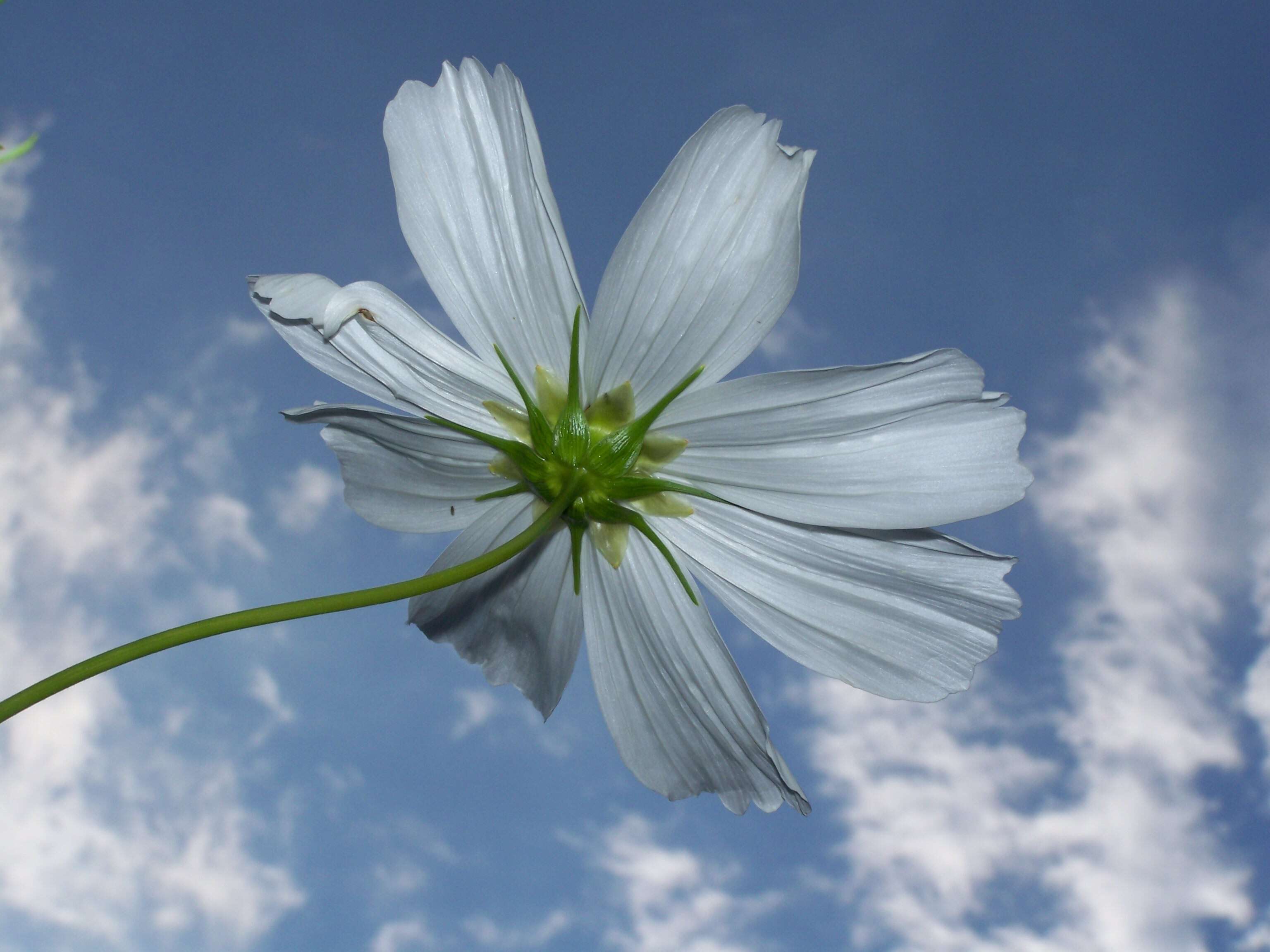 Image of garden cosmos