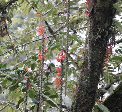 Image of Columnea arguta C. V. Morton