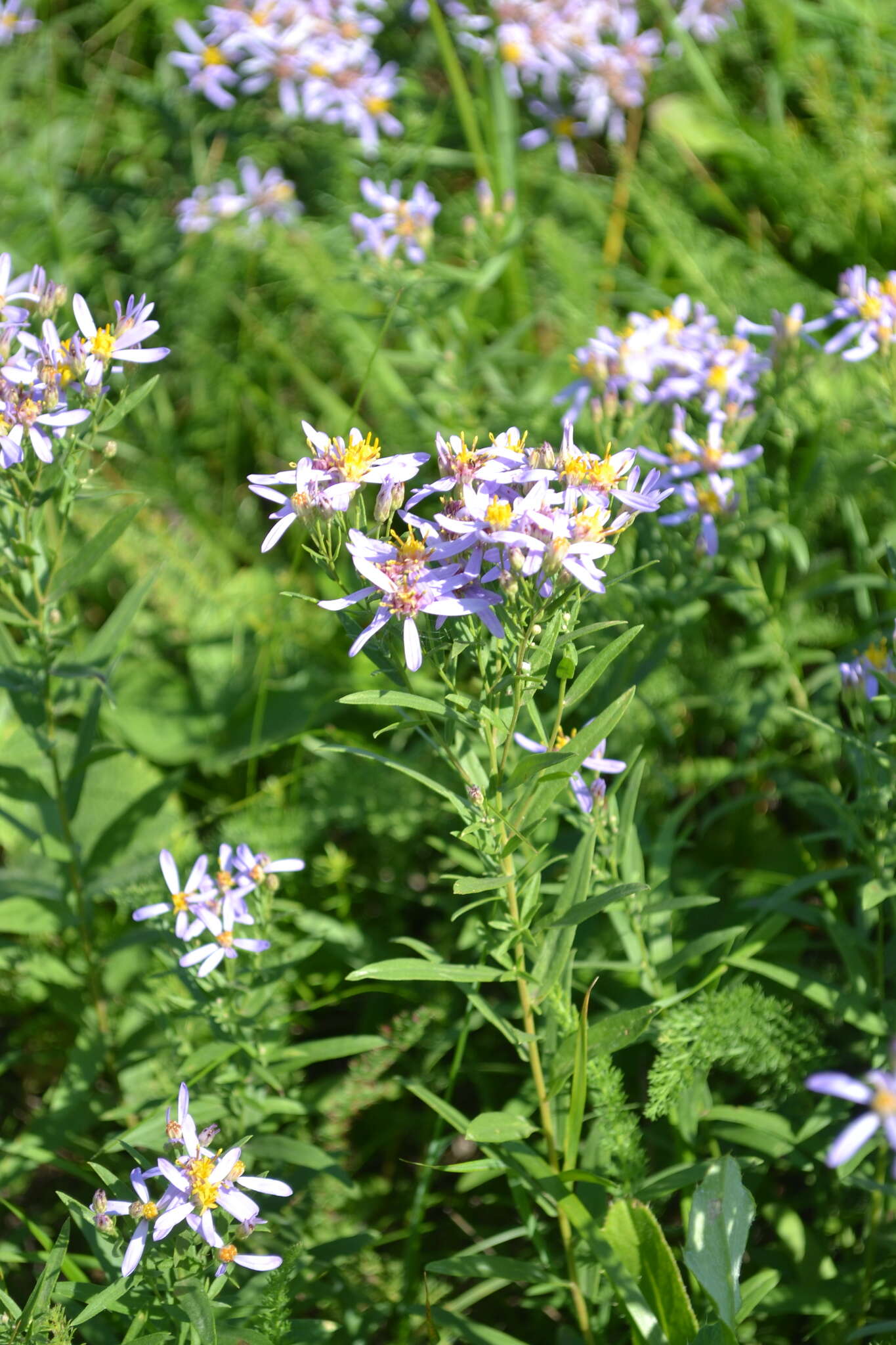 Image of Rhone Aster