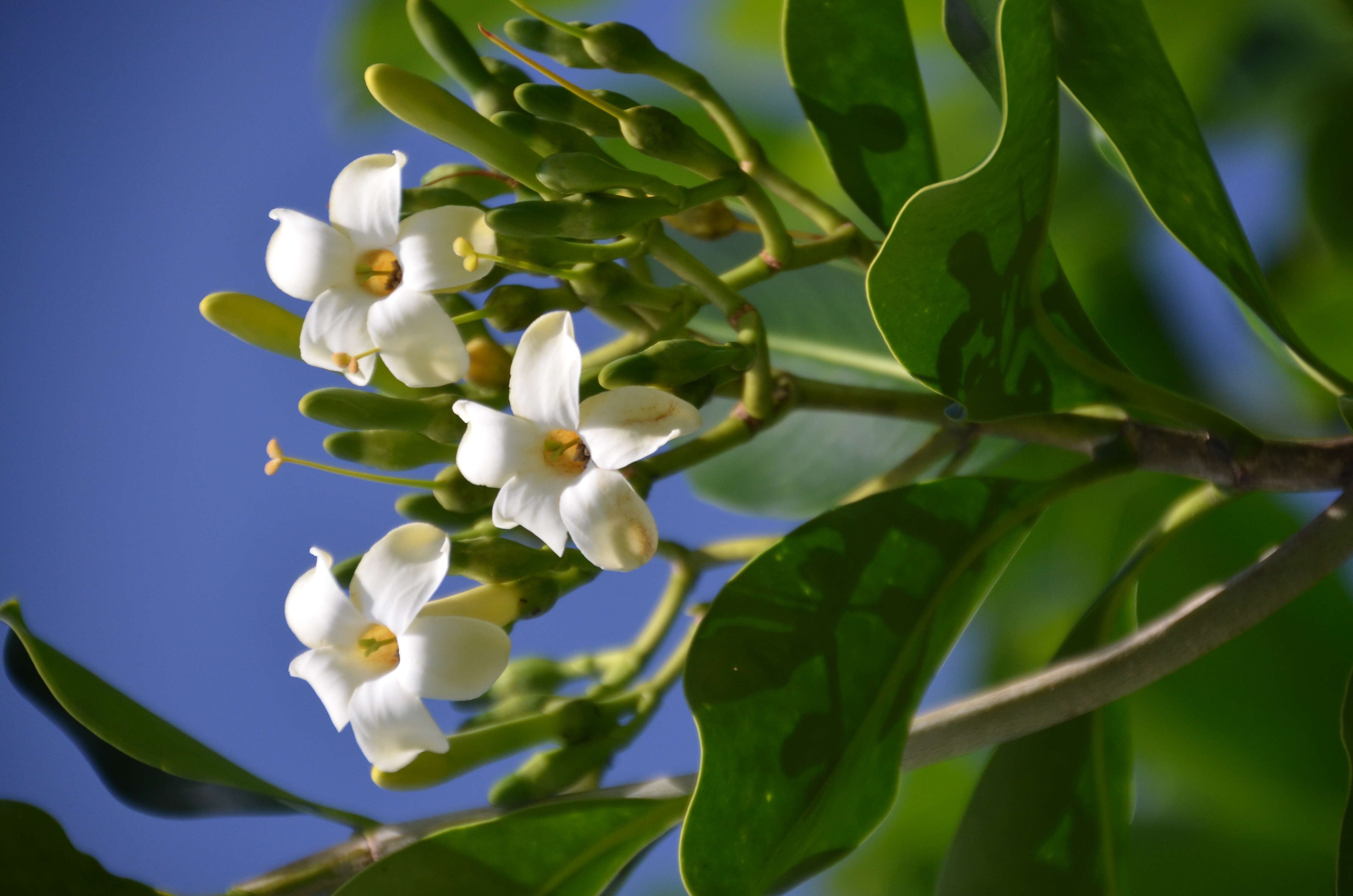 Image of Fagraea berteroana A. Gray ex Benth.