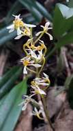 Image of Bulbophyllum gymnopus Hook. fil.