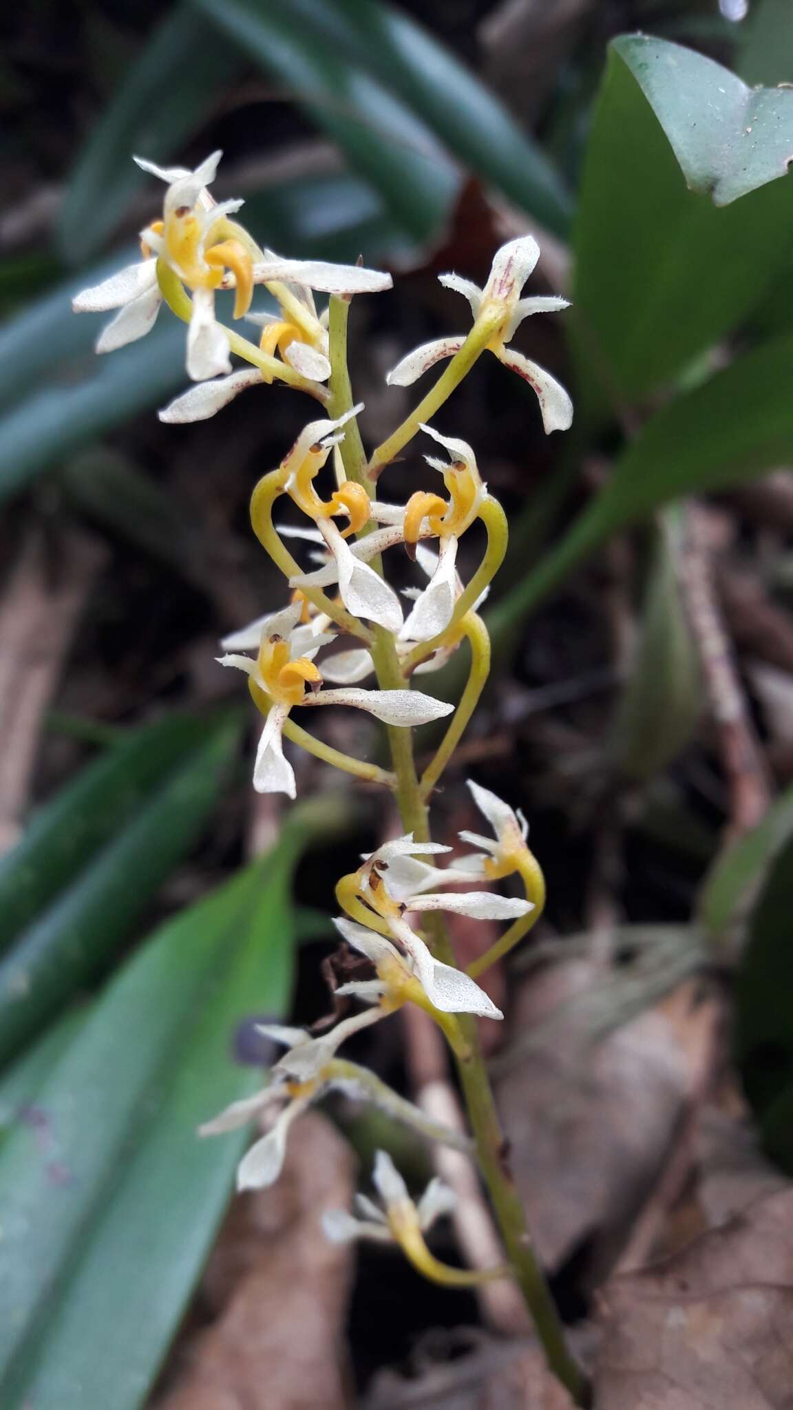 Image of Bulbophyllum gymnopus Hook. fil.