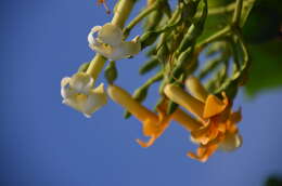 Image of Fagraea berteroana A. Gray ex Benth.