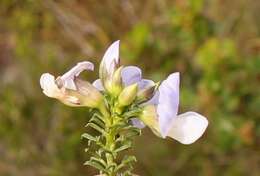 Image of Psoralea aculeata L.