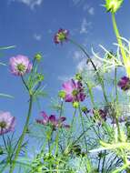 Image of garden cosmos