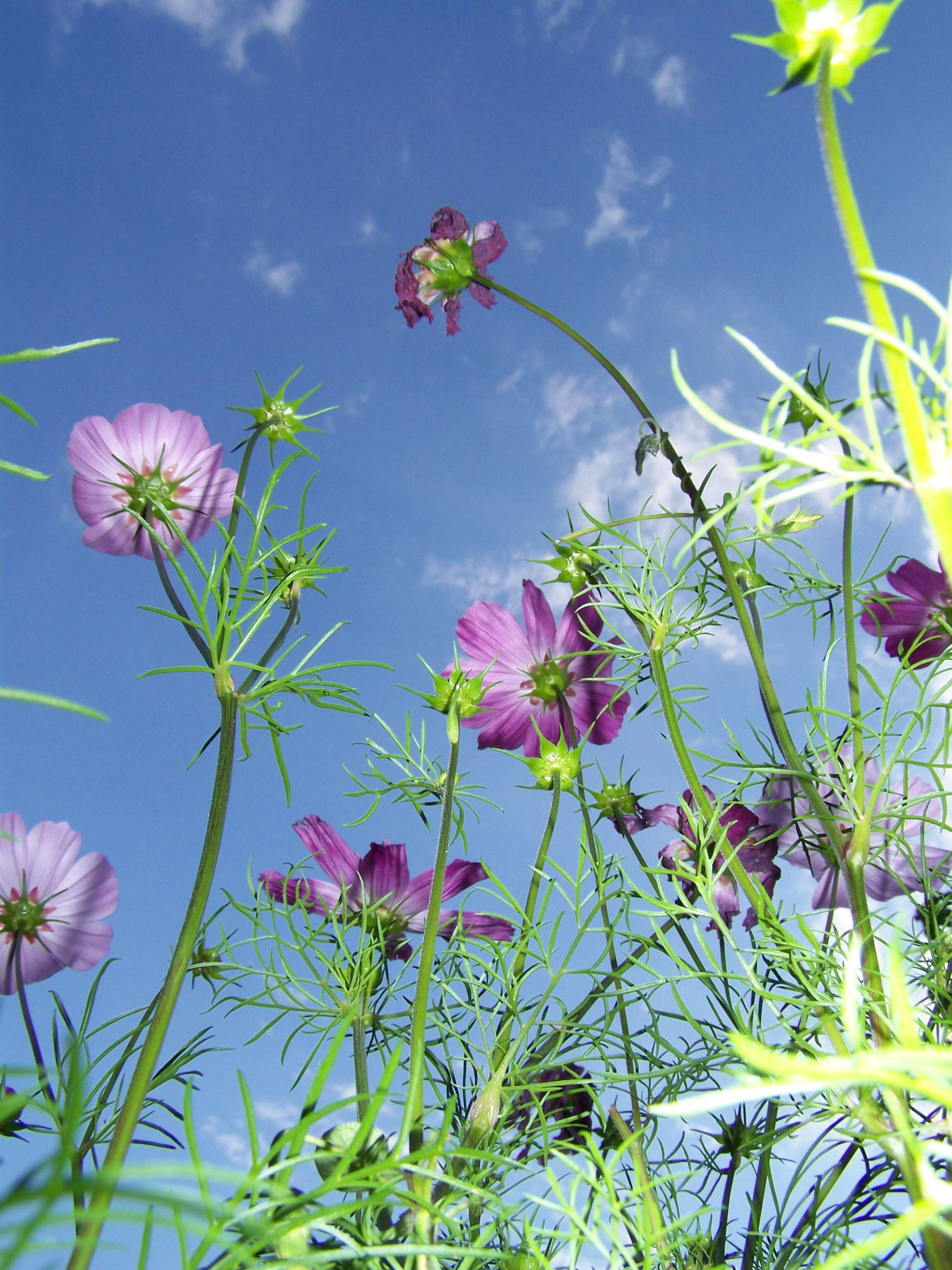 Image of garden cosmos