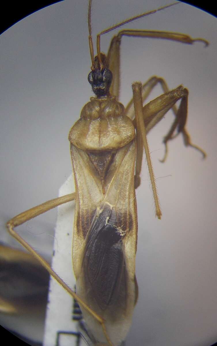 Image of Reduvius testaceus (Herrich-Schaeffer 1848)