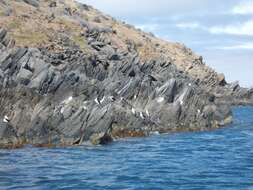 Image of Black-faced Cormorant