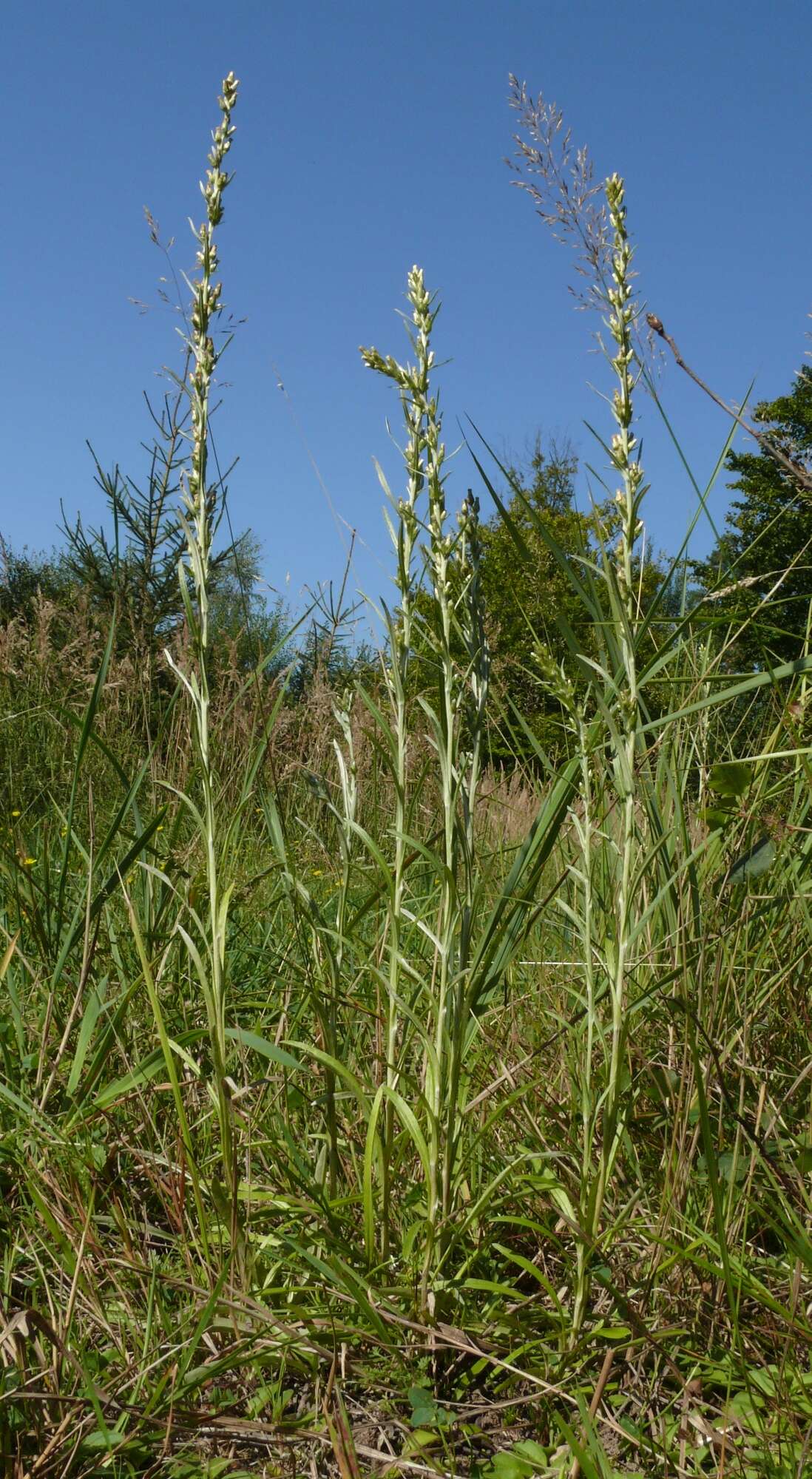 Image of heath cudweed