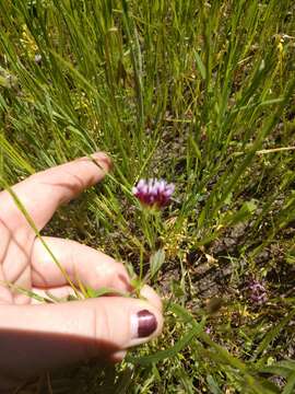 Image of whitetip clover