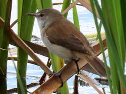 Imagem de Acrocephalus gracilirostris gracilirostris (Hartlaub 1864)