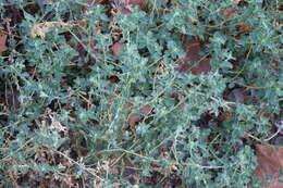 Image de Atriplex suberecta Verdoorn