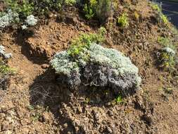 Image de Helichrysum argyrophyllum DC