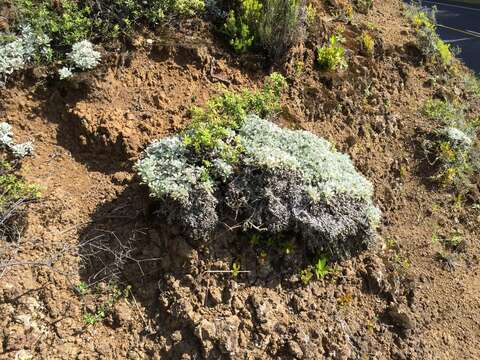 Image of Helichrysum argyrophyllum DC