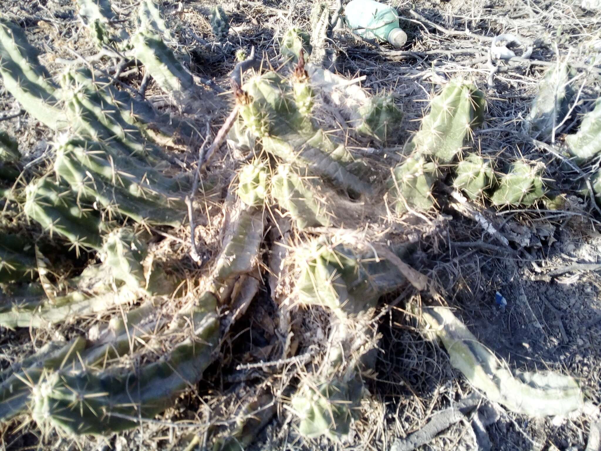 Image de Echinocereus cinerascens subsp. tulensis (Bravo) N. P. Taylor