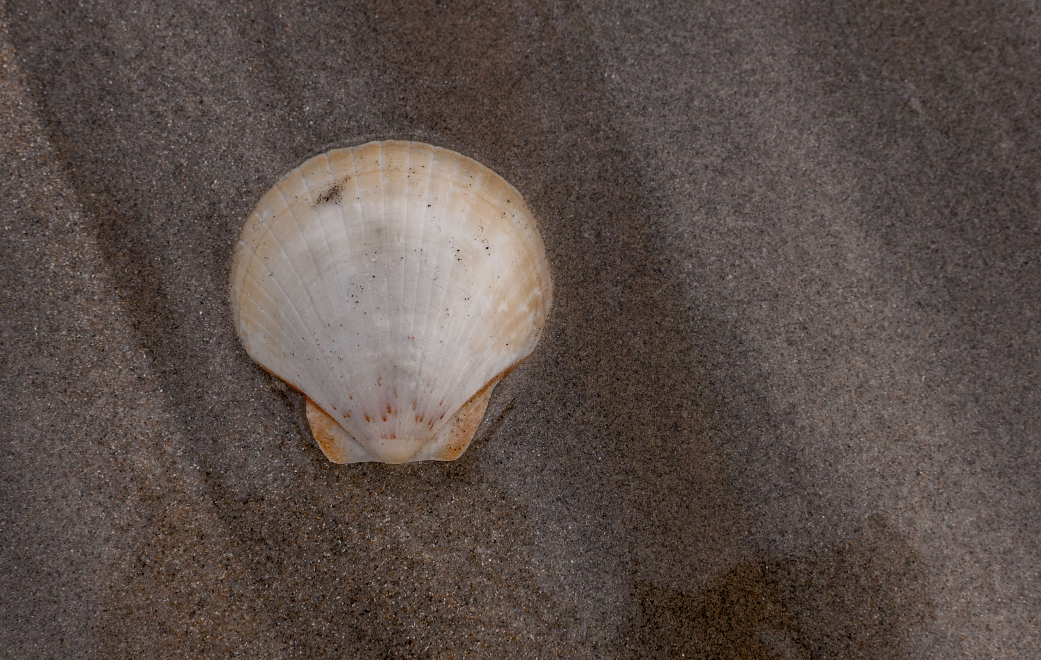 Image of Bermuda sand scallop