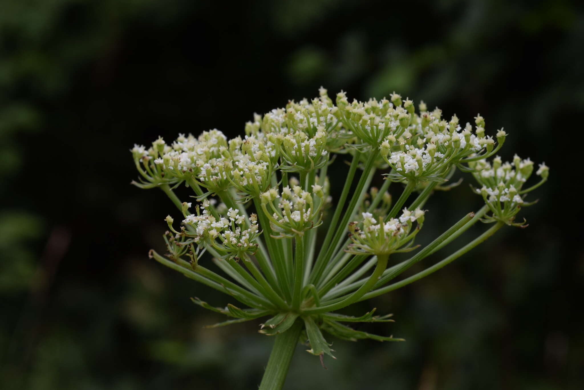 Imagem de Laserpitium nitidum Zanted.