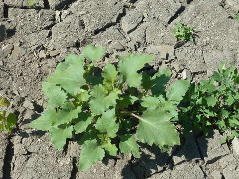 Image of Xanthium orientale subsp. riparium (Celak.) Greuter