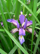 Image of Iris graminea L.