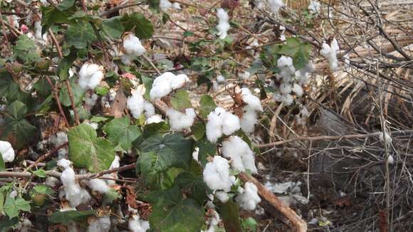 Image of upland cotton