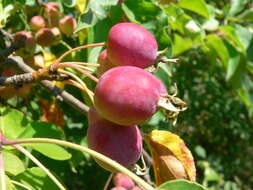 Plancia ëd Malus prunifolia (Willd.) Borkh.