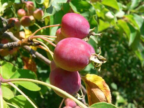 Image of plumleaf crab apple