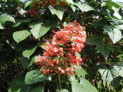 Imagem de Clerodendrum paniculatum L.