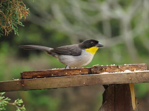 Image of White-naped Brush Finch