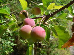 Image of plumleaf crab apple