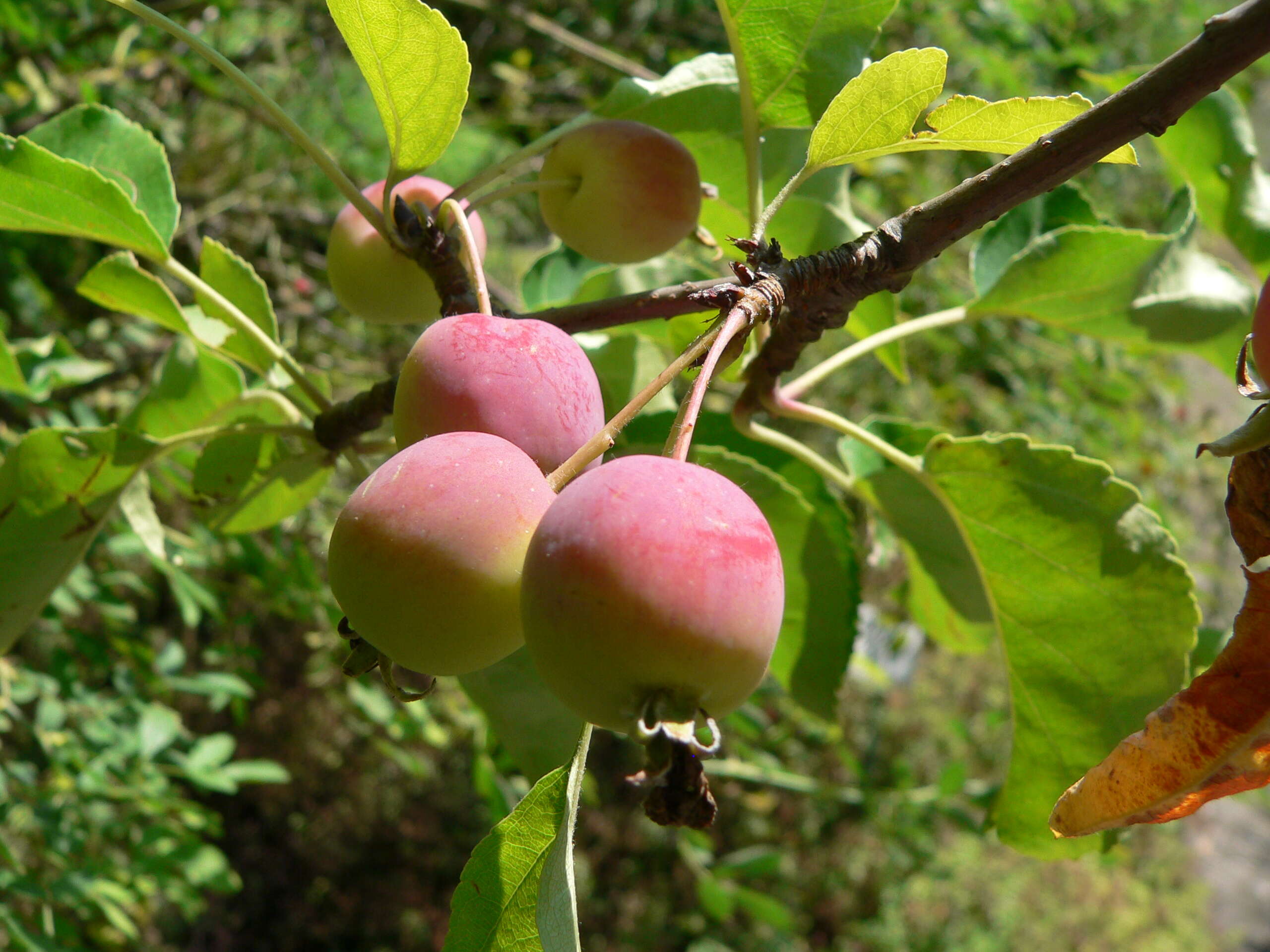 Plancia ëd Malus prunifolia (Willd.) Borkh.