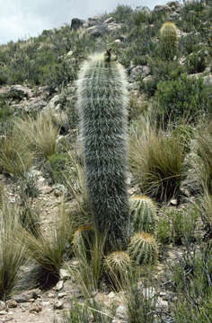 Imagem de Echinopsis tarijensis subsp. bertramiana (Backeb.) M. Lowry