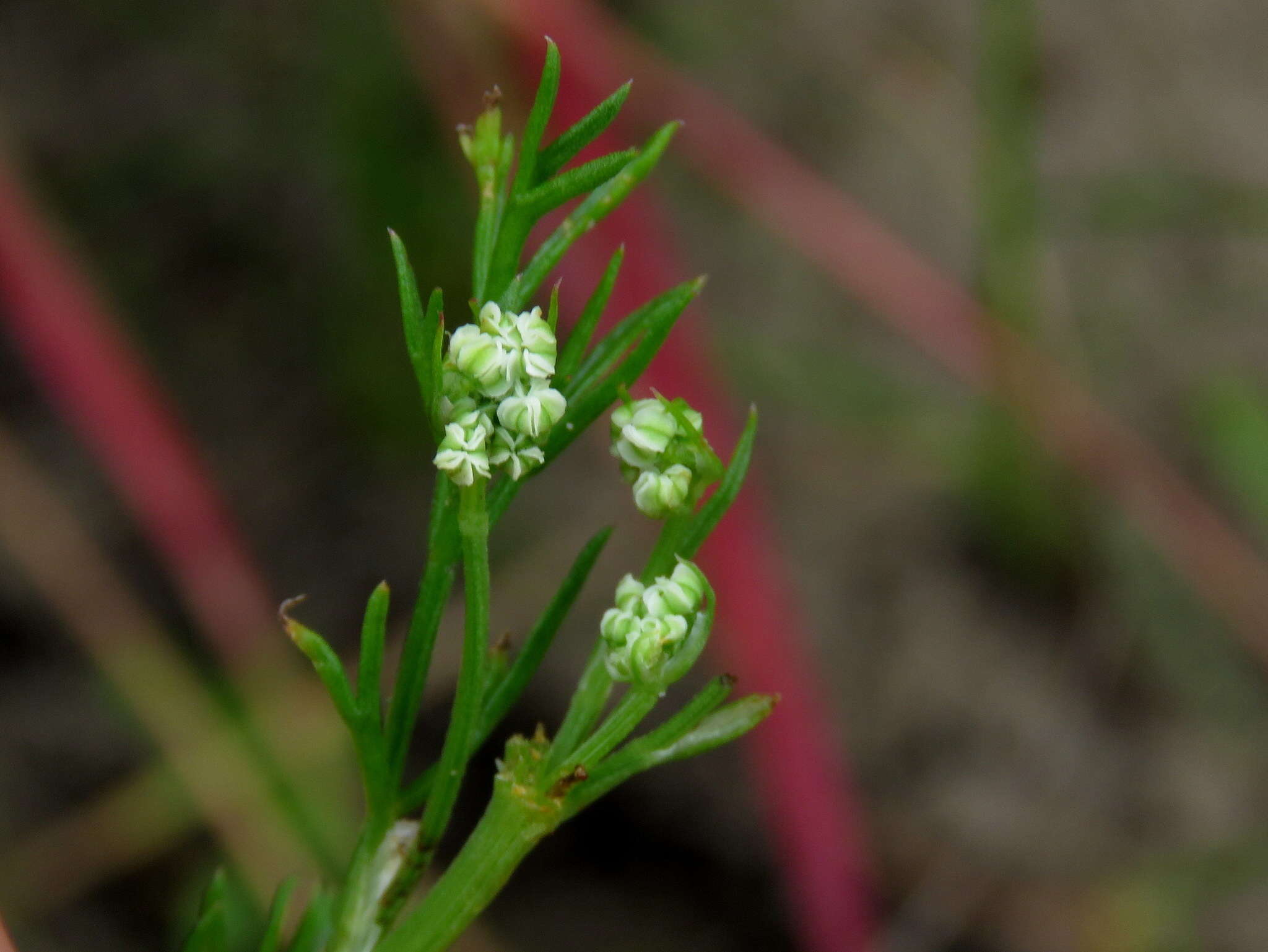 Dasispermum perennans的圖片