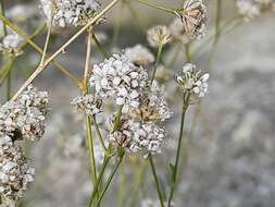 Слика од Gypsophila capitata Bieb.