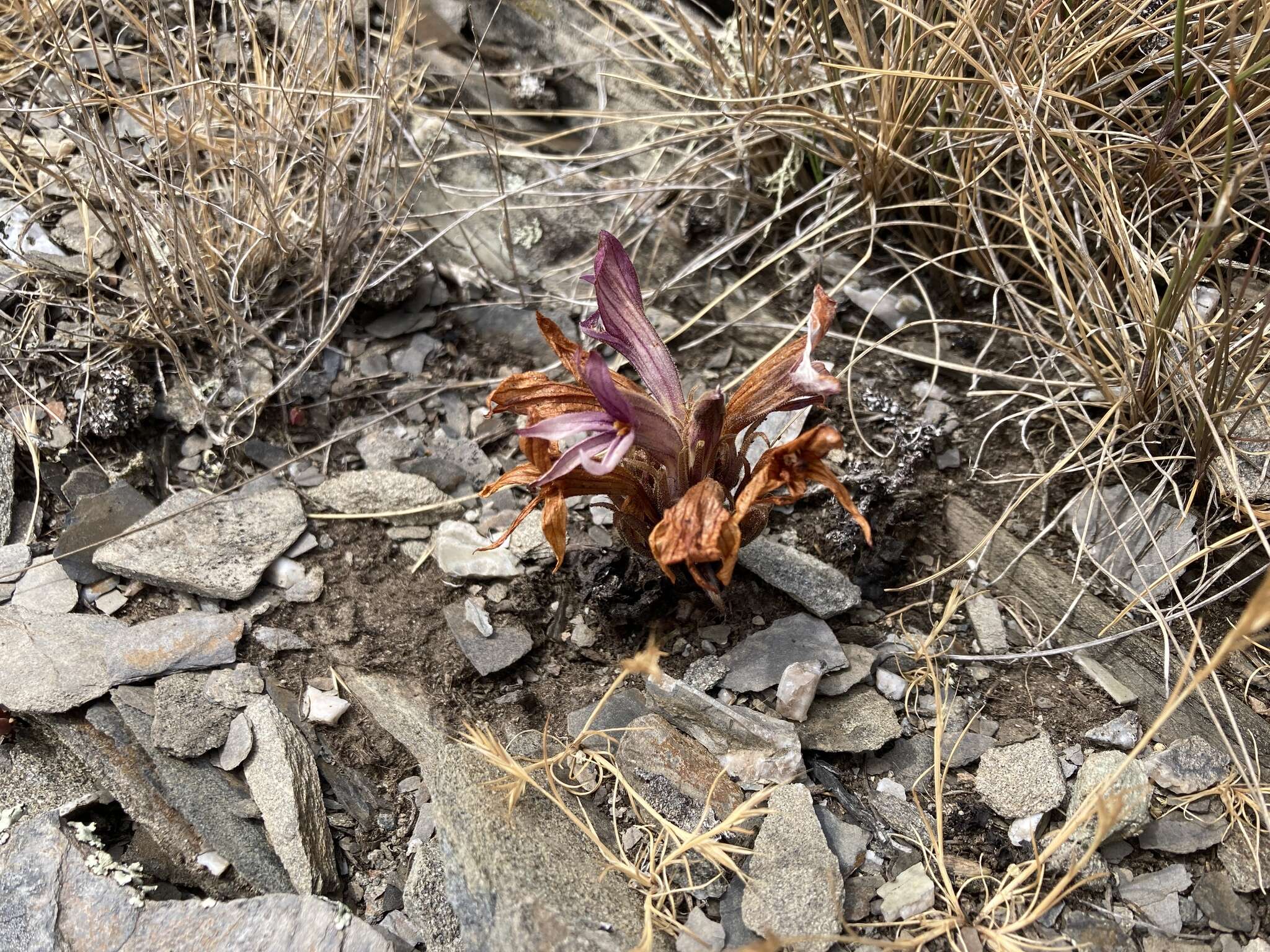 Imagem de Aphyllon californicum subsp. californicum