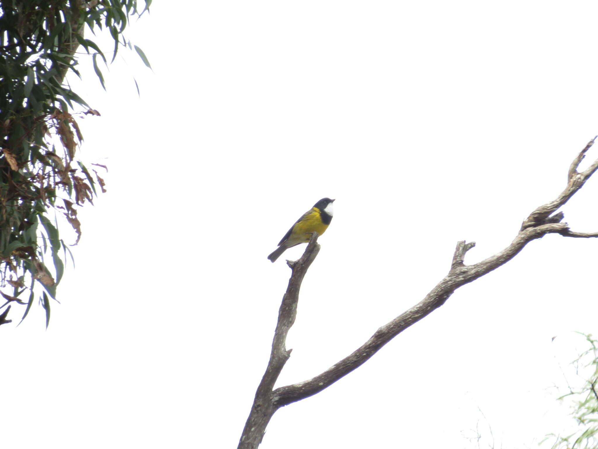 Imagem de Pachycephala pectoralis glaucura Gould 1845