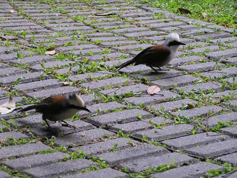 Image of White-crested Laughingthrush