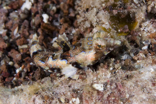 Image of Baird’s Dragonet