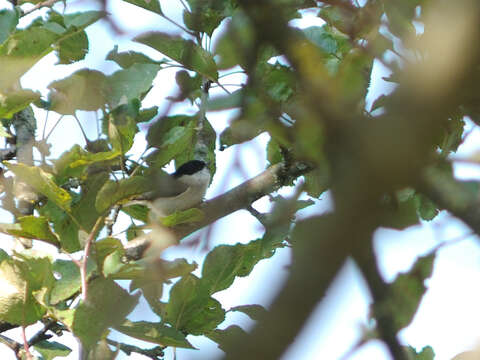 Image of Marsh Tit